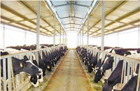重庆市长寿区奶牛养殖微型企业孵化园